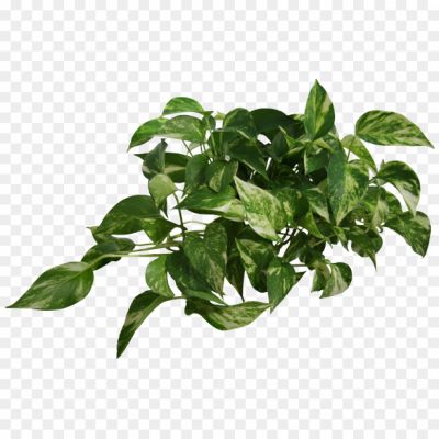 Money Plant Png Image Hd_8222230 - Pngsource