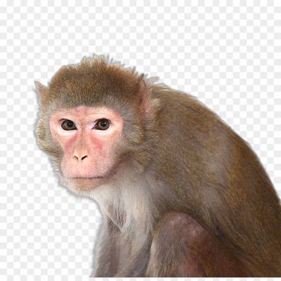 Monkey, Monkey Face, Monkey Emoji, Monkey Species, Monkey Habitat, Monkey Behavior, Monkey Intelligence, Monkey Tricks, Monkey Toys, Monkey Zoo.