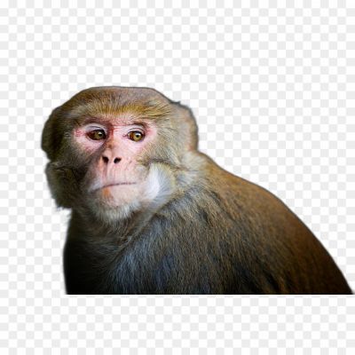 Monkey, Monkey Face, Monkey Emoji, Monkey Species, Monkey Habitat, Monkey Behavior, Monkey Intelligence, Monkey Tricks, Monkey Toys, Monkey Zoo.