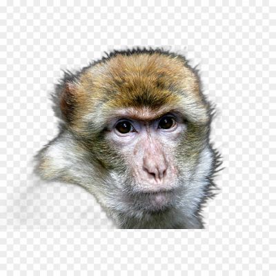 Monkey, Monkey Face, Monkey Emoji, Monkey Species, Monkey Habitat, Monkey Behavior, Monkey Intelligence, Monkey Tricks, Monkey Toys, Monkey Zoo.