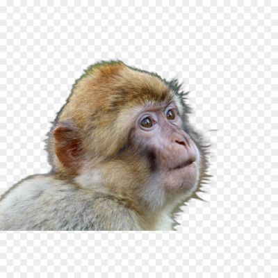 Monkey, Monkey Face, Monkey Emoji, Monkey Species, Monkey Habitat, Monkey Behavior, Monkey Intelligence, Monkey Tricks, Monkey Toys, Monkey Zoo.