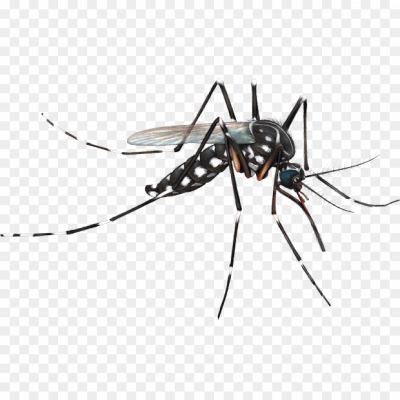 Mosquito PNG, Mosquito Clipart, Mosquito Silhouette, Mosquito Vector, Transparent Background, Insect PNG, Mosquito Image, Mosquito Icon, Mosquito Graphic, Mosquito Illustration, Mosquito Artwork, Mosquito Design, Mosquito Symbol