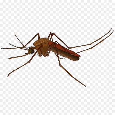 Mosquito PNG, Mosquito Clipart, Mosquito Silhouette, Mosquito Vector, Transparent Background, Insect PNG, Mosquito Image, Mosquito Icon, Mosquito Graphic, Mosquito Illustration, Mosquito Artwork, Mosquito Design, Mosquito Symbol