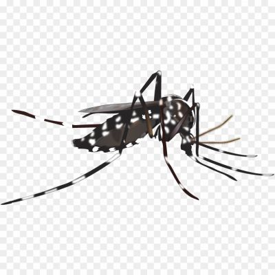 Mosquito PNG, Mosquito Clipart, Mosquito Silhouette, Mosquito Vector, Transparent Background, Insect PNG, Mosquito Image, Mosquito Icon, Mosquito Graphic, Mosquito Illustration, Mosquito Artwork, Mosquito Design, Mosquito Symbol