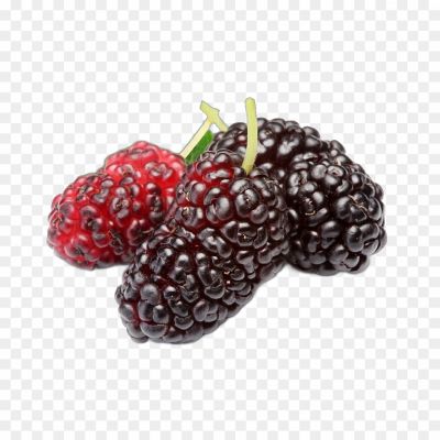 Mulberry, Fruit, Tree, Leaves, Berries, Black, Red, White, Sweet, Sour, Edible, Deciduous, Shade, Silk, Mulberry Tree, Mulberry Fruit, Mulberry Leaves, Mulberry Jam, Mulberry Pie, Mulberry Wine