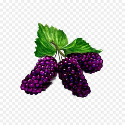 Mulberry, Fruit, Tree, Leaves, Berries, Black, Red, White, Sweet, Sour, Edible, Deciduous, Shade, Silk, Mulberry Tree, Mulberry Fruit, Mulberry Leaves, Mulberry Jam, Mulberry Pie, Mulberry Wine