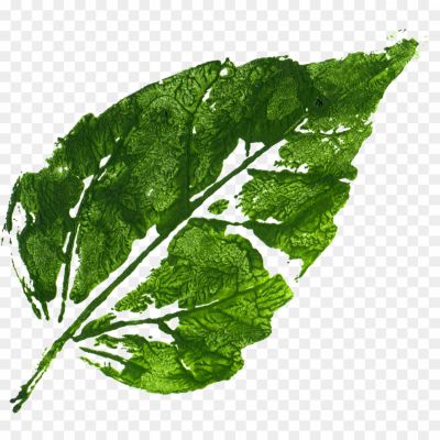 Mustard-Greens-PNG-Isolated-Image-EJJ3KJC7.png