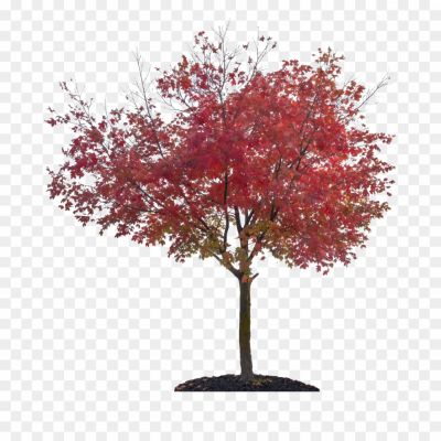 Nature-Autumn-Fall-Tree-PNG-File-0E1XJ4E7.png