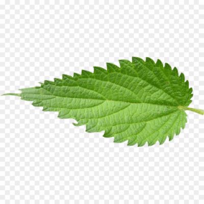 Leaf, Foliage, Greenery, Nature, Plant, Tree, Botanical, Chlorophyll, Photosynthesis, Veins, Stem, Branch.