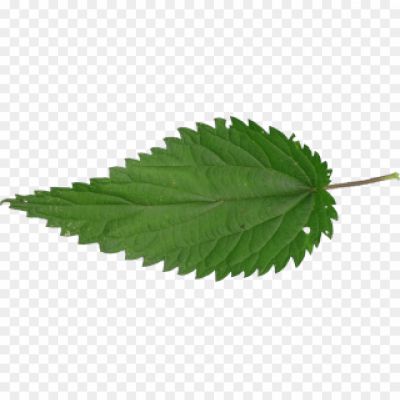 Nettle-Leaf-Background-PNG-Image-Pngsource-WJNPKS4M.png