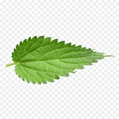 Nettle-Leaf-Download-Free-PNG-Pngsource-V6UCQJT1.png