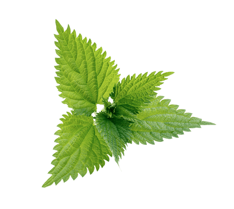 Nettle-Leaf-Transparent-Background-Pngsource-TG43P0LG.png