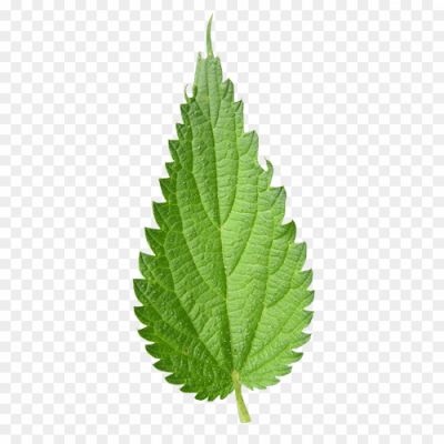 Nettle-Leaf-Transparent-PNG-Pngsource-GUGLPJ8X.png