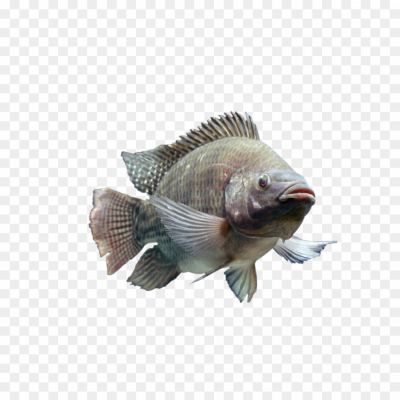 Nile-Tilapia-Transparent-File-QL5RMKPV.png PNG Images Icons and Vector Files - pngsource