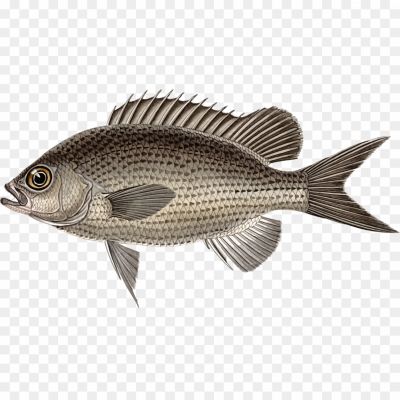 Nile-Tilapia-Transparent-Free-PNG-HFONKAPO.png