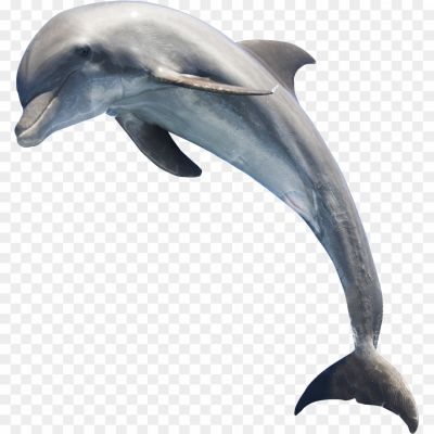 Oceanic-Dolphins-No-Background-6SV7584B.png