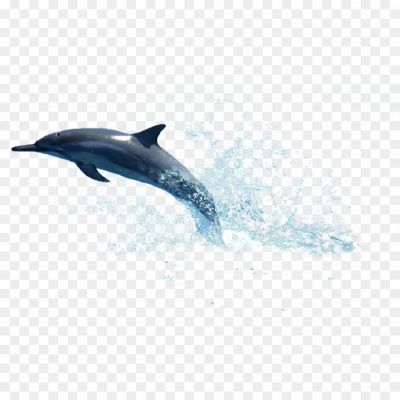 Oceanic-Dolphins-PNG-Clipart-Background-DU5AT3IF.png PNG Images Icons and Vector Files - pngsource