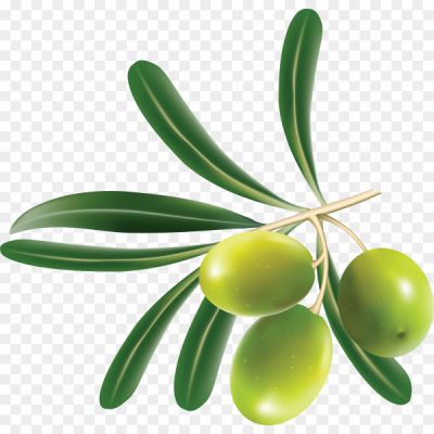 Olives-PNG-Isolated-File-OROQV17W.png