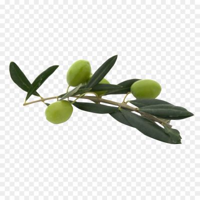 Olives-PNG-Isolated-Pic-AYV9V9BY.png