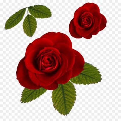 One-Rose-And-Leaves-Download-Free-PNG-K7RUHJWF.png