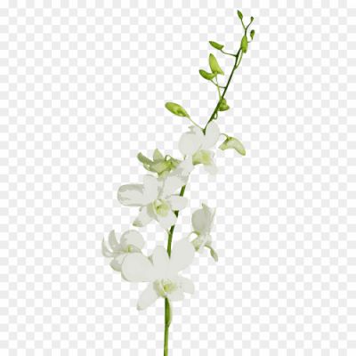 Open-Orchid-Background-PNG-Image-ZB9ZJ6R2.png