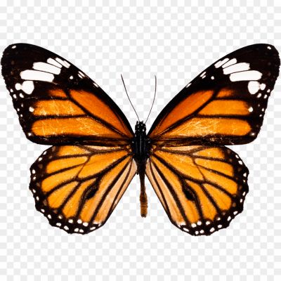 Orange-Butterfly-PNG-Transparent-Background-Pngsource-0XH8EIAQ.png
