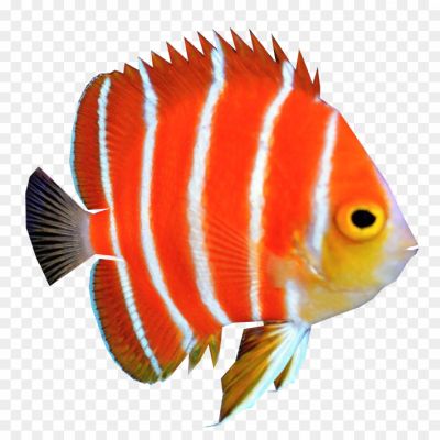 Orange-Fish-Background-PNG-Image-2M864MO4.png PNG Images Icons and Vector Files - pngsource