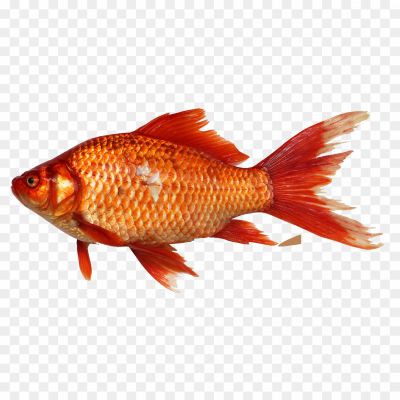 Orange-Fish-PNG-HD-Quality-XIZNM75D.png