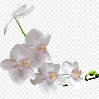 Orchid-PNG-Clipart-J23MSRVK.png