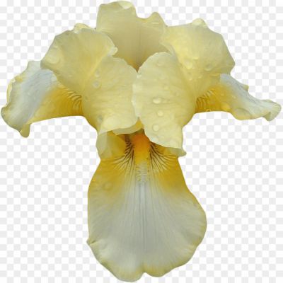Orchid-PNG-HD-YM949CB4.png