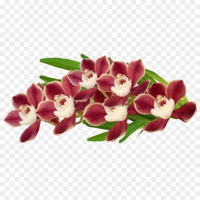 Orchid-PNG-Isolated-File-LDTCHUZC.png