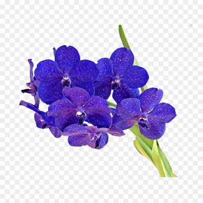 Orchid-PNG-Isolated-HD-Pictures-NI9NNXVJ.png