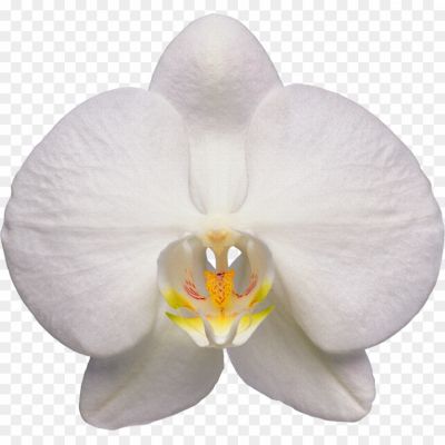 Orchid-PNG-Isolated-Picture-3BM1W0LN.png