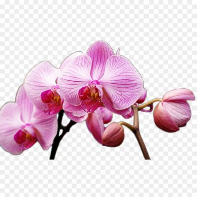 Orchid-PNG-Picture-ZRMAPZUV.png