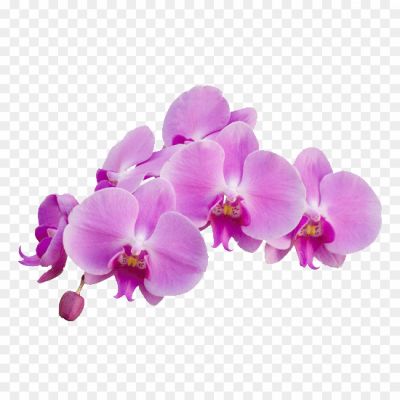 Orchid-Purple-PNG-Background-IENTKRG8.png