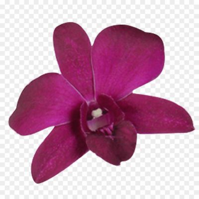 Orchid-Purple-PNG-HD-Quality-M31QFBCP.png