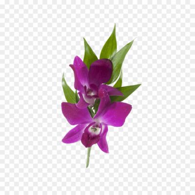 Orchid-Purple-PNG-Images-HD-V1VX35IJ.png