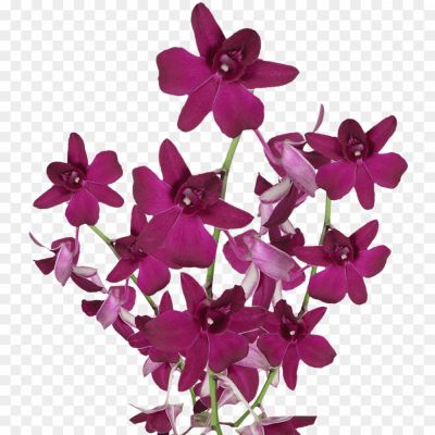 Orchid-Purple-PNG-Photo-Image-LP336515.png