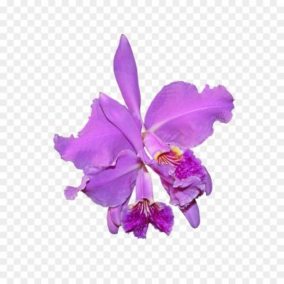 Orchid-Purple-PNG-Photos-WXCOEWQF.png