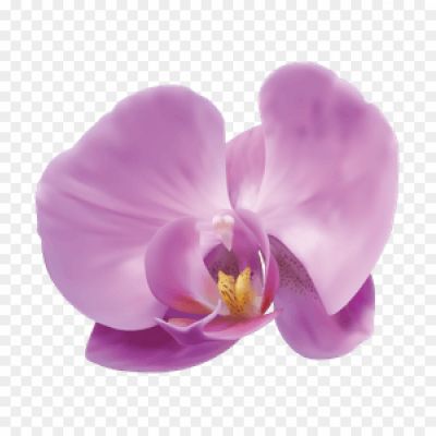 Orchid-Purple-Transparent-Images-V2MDWZUH.png