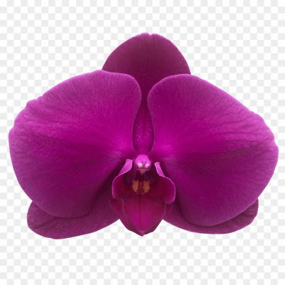 Orchid-Purple-Transparent-PNG-2ZOIDM8E.png