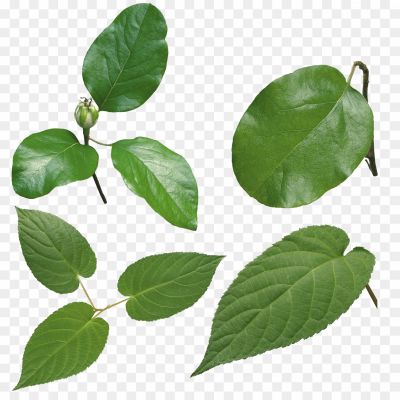 Organic-Green-Leaves-PNG-Image-Pngsource-LRRYDONY.png