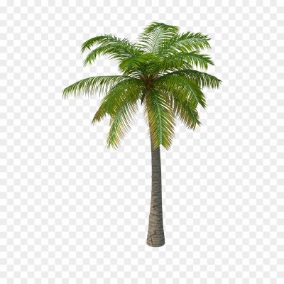 Palm-PNG-Free-Download-TJXR0PGI.png