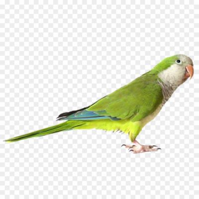 Parrot-Bird-Free-PNG.png