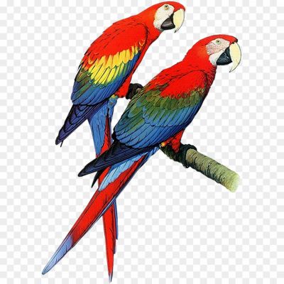 Parrot Macaw, Colorful Parrots, Large Parrot Species, Vibrant Plumage, Intelligent Birds, Exotic Pets, Tropical Birds, Bird Conservation, Bird Habitats, Bird Behavior, Bird Vocalizations, Bird Intelligence, Parrot Training, Parrot Diet