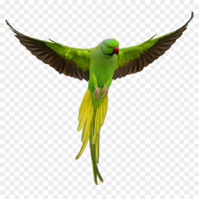 Parrot-PNG-Clipart-Background.png