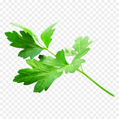 Parsley-PNG-File-VF34FDC1.png