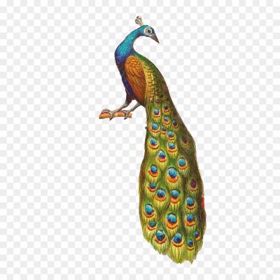 Peacock, Bird, Male Peafowl, Beautiful Plumage, Peacock Feathers, Iridescent Colors, Courtship Display, Mating Ritual, Peahen, Peafowl Species, Peacock Symbolism, National Bird, Ornamental Bird, Peacock Tail, Fan-shaped Feathers, Peacock Dance