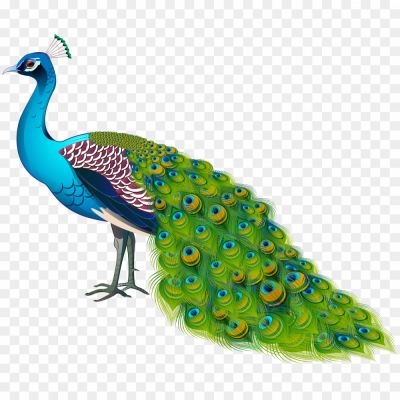 Peacock, Bird, Male Peafowl, Beautiful Plumage, Peacock Feathers, Iridescent Colors, Courtship Display, Mating Ritual, Peahen, Peafowl Species, Peacock Symbolism, National Bird, Ornamental Bird, Peacock Tail, Fan-shaped Feathers, Peacock Dance