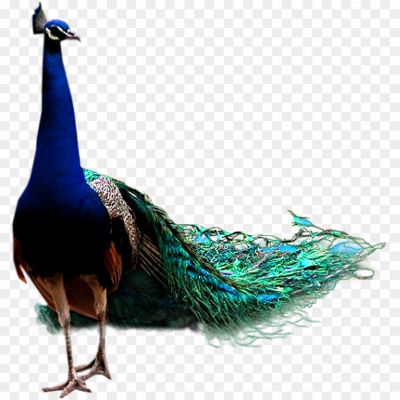 Peacock, Bird, Male Peafowl, Beautiful Plumage, Peacock Feathers, Iridescent Colors, Courtship Display, Mating Ritual, Peahen, Peafowl Species, Peacock Symbolism, National Bird, Ornamental Bird, Peacock Tail, Fan-shaped Feathers, Peacock Dance,mroe, Mor